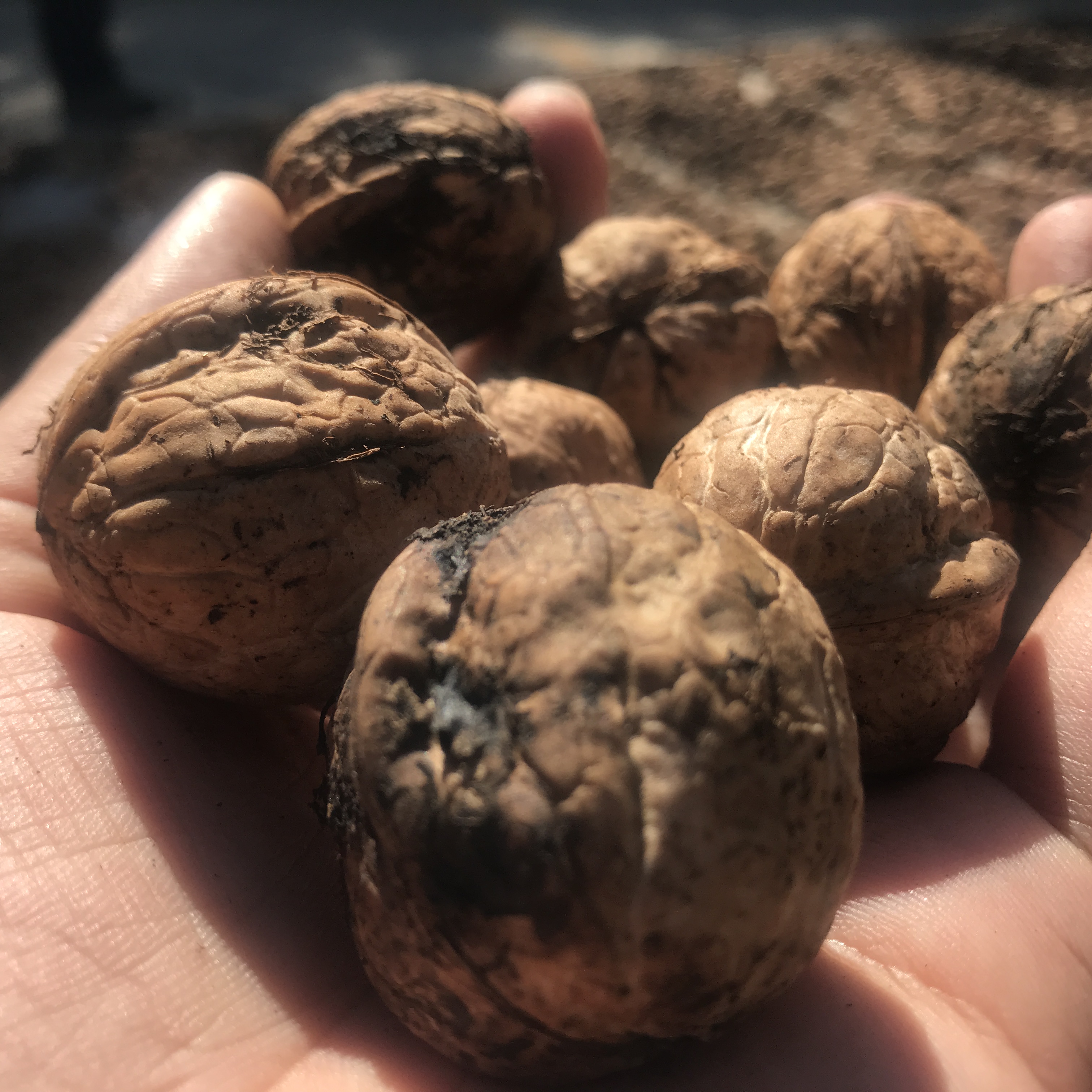 孩子爱吃甜食一嘴小黑牙，此招一出，父母小孩都快乐