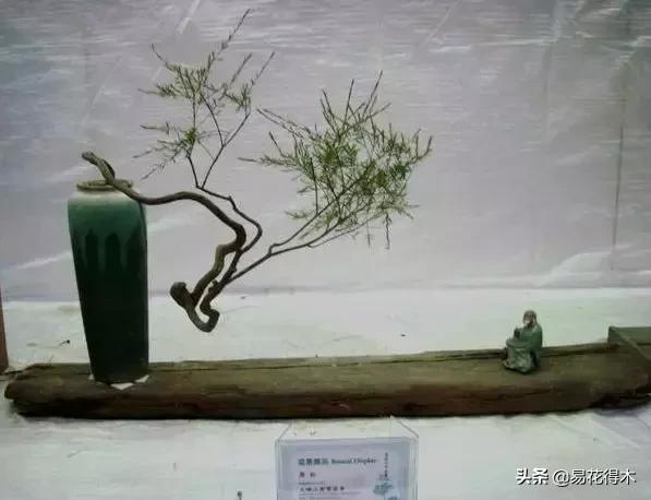 岗松有几个品种,岗松盆景的寓意是什么