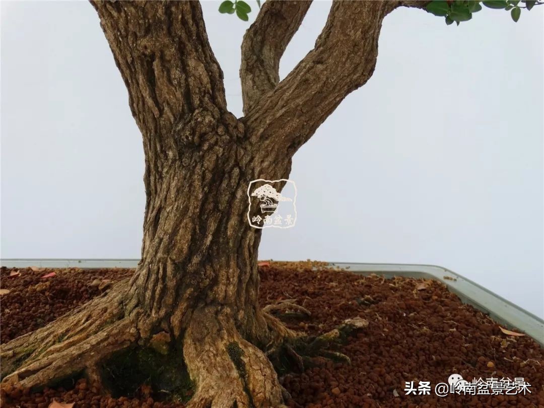 杂木盆景也毫不逊色,杂木盆景值钱吗