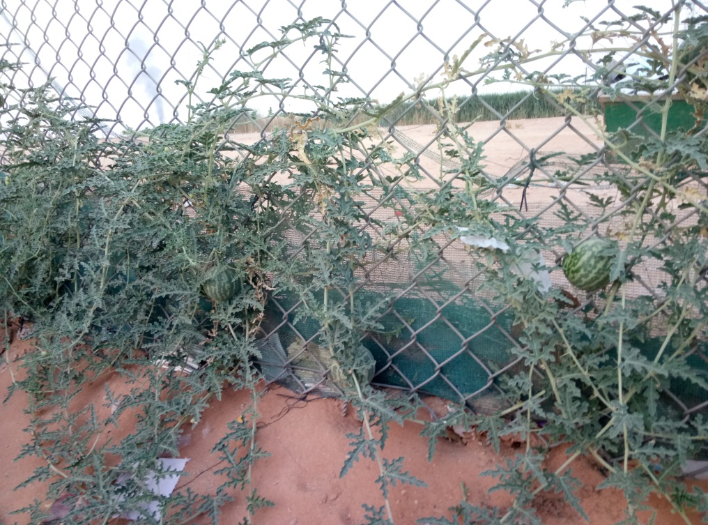 一个沙特打工仔的自述,完全不同的中东风情