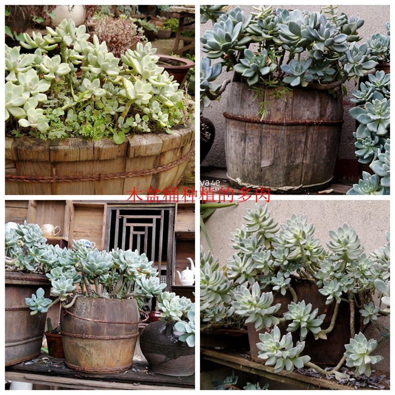 小容器种花草,别致花盆配什么花