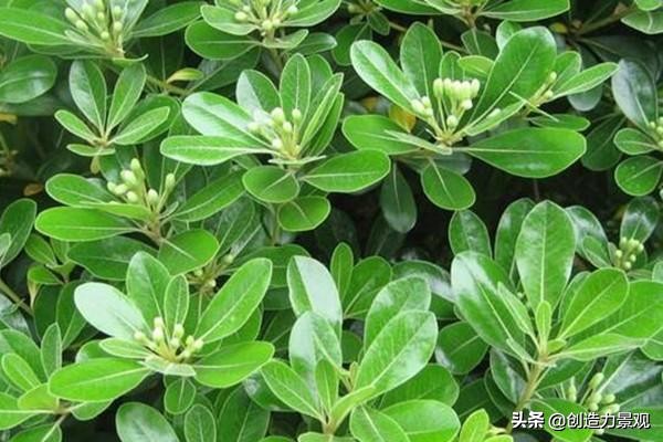 适合庭院的四季花,庭院最好养最漂亮四季常开的花