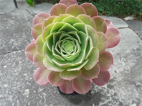 多肉法师韶羞现在能摘心吗,多肉法师欧紫跟韶羞的对比图