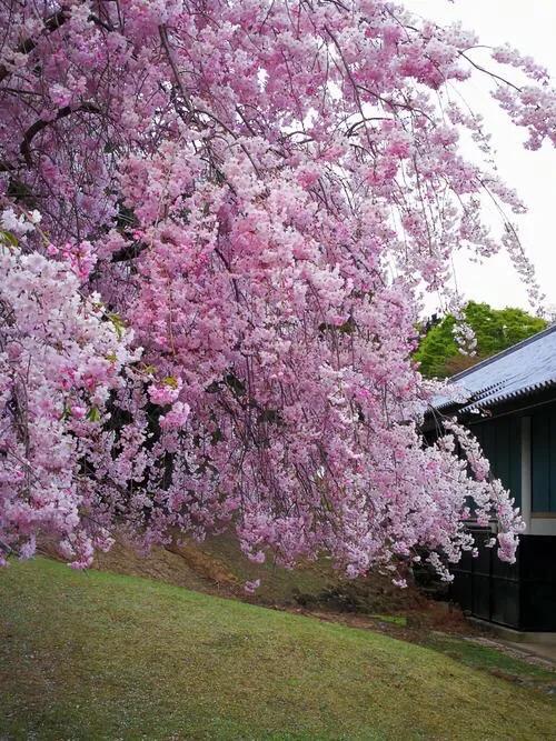 中国最稀少樱花品种阳光樱,樱花品种推荐之迎春樱