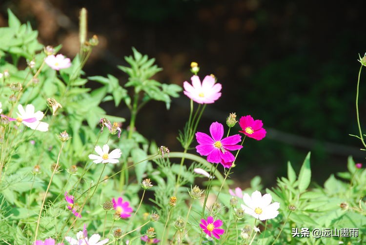 昆明嘉丽泽旅游景区,昆明嘉丽泽湿地露营
