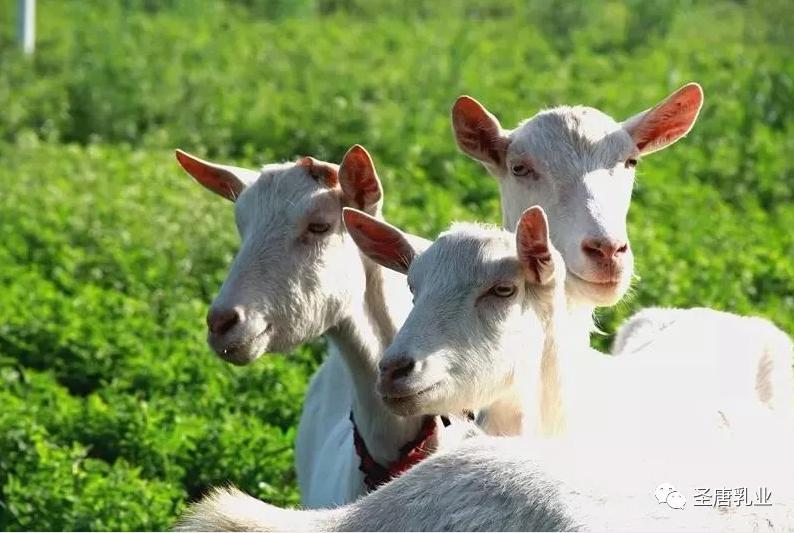 富平有机绿色羊奶粉排行榜10强,陕西富平纯真100益生菌羊奶粉价格