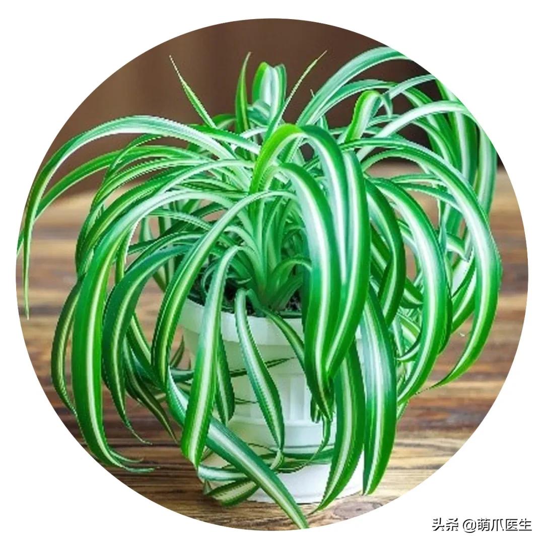 养了猫还可以养兔子吗,养了猫还适合养鹦鹉吗