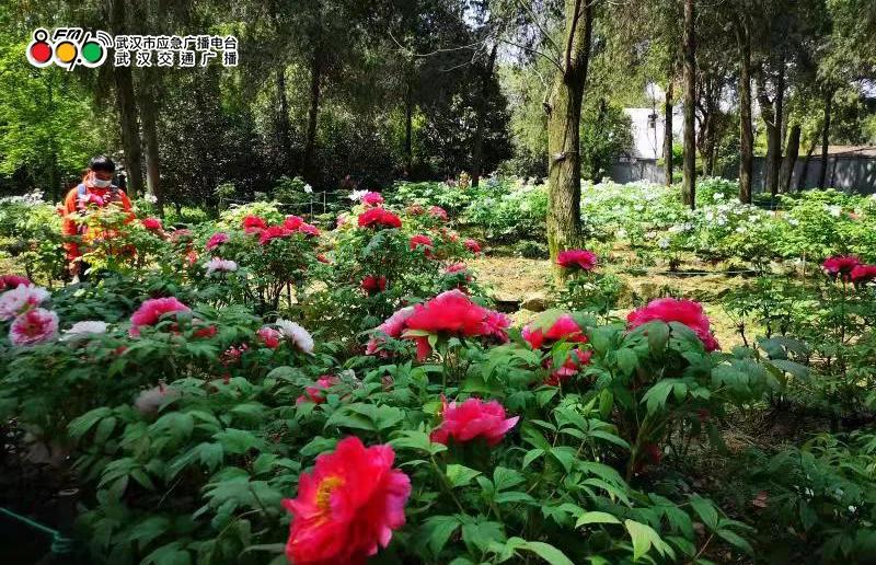 春光恰好清明小长假赏花指南,清明小长假花海