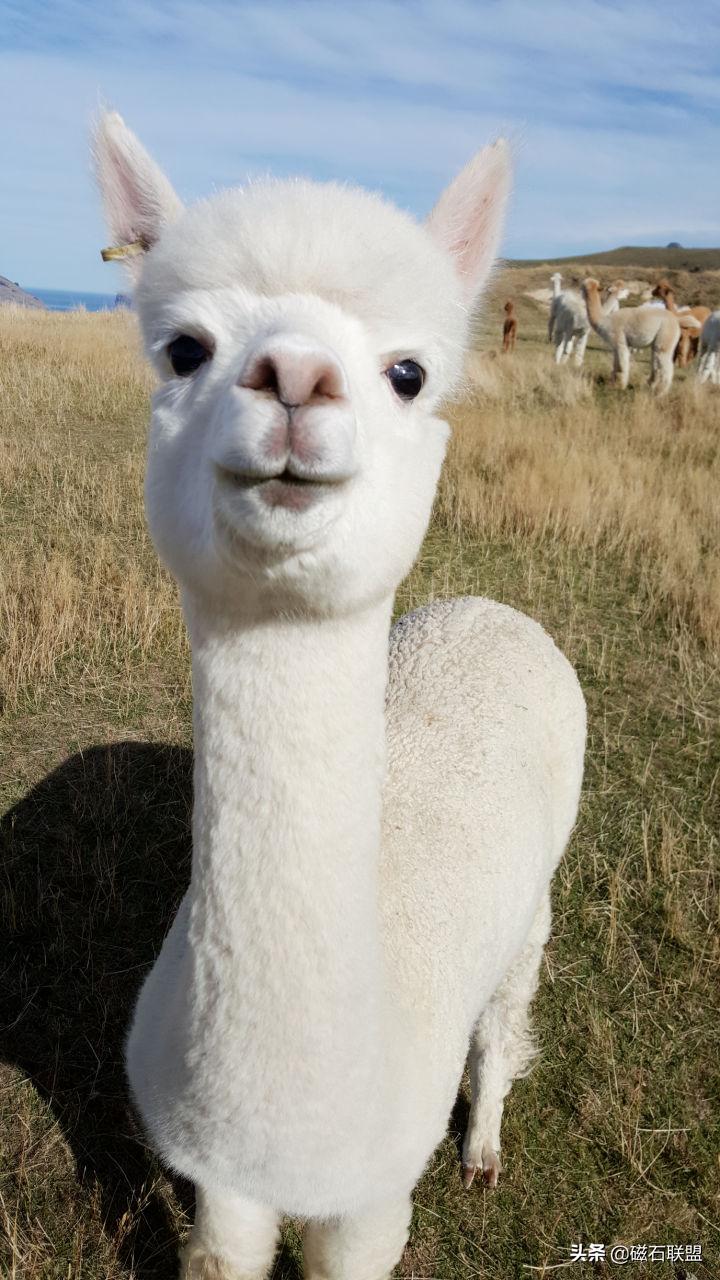 生气吐口水的神兽,神兽打架互吐口水