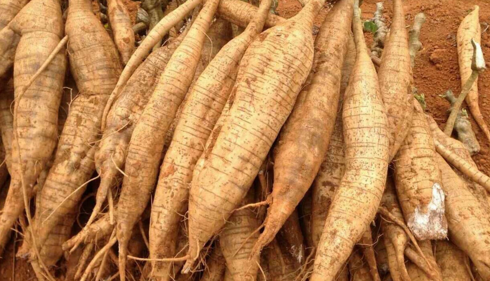 葛根在哪些国家泛滥成灾,在美国泛滥成灾的葛根