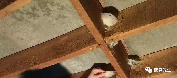 怎么判断干燕窝是否发霉,怎么辨别燕窝是否已经发霉