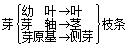 七上种子植物知识点,初中生物会考知识点植物种子