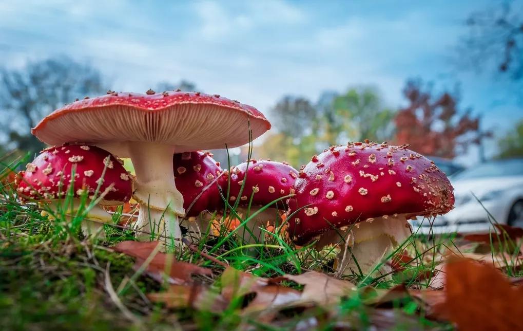 得了肠癌还能得痔疮吗,肠癌会像痔疮一样反反复复吗