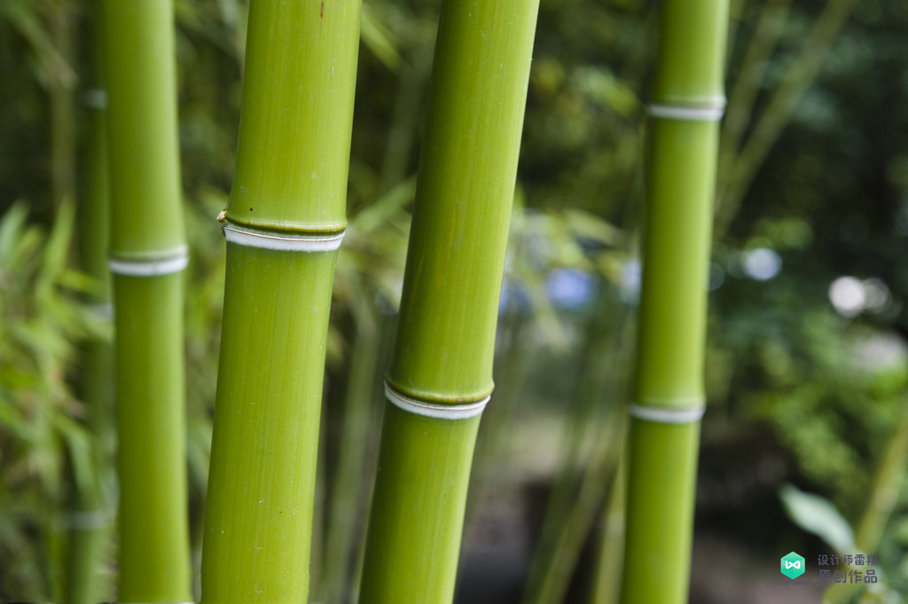 院子适合种的花和设计,庭院设计植物大全