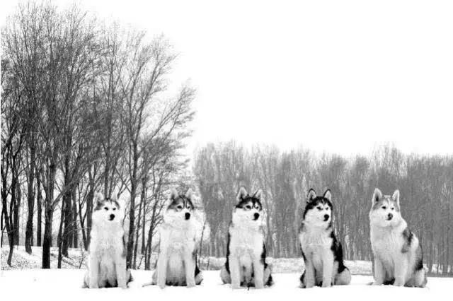 45种狗狗,45种狗狗很难得一见你认识几种