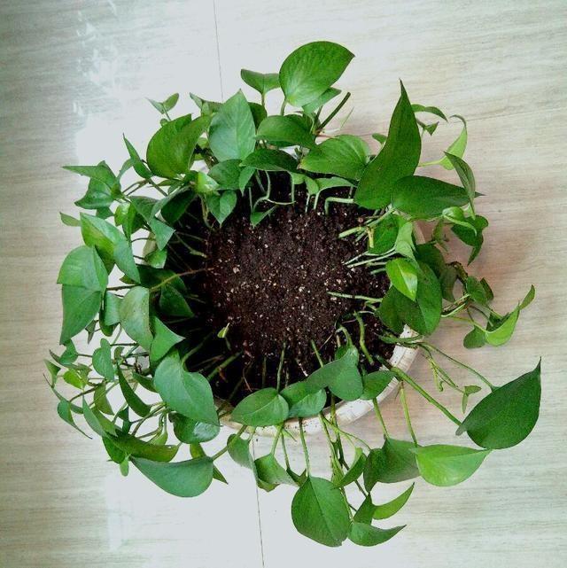 扦插绿萝有妙招这样扦插才是关键,扦插绿萝小技巧一看就会