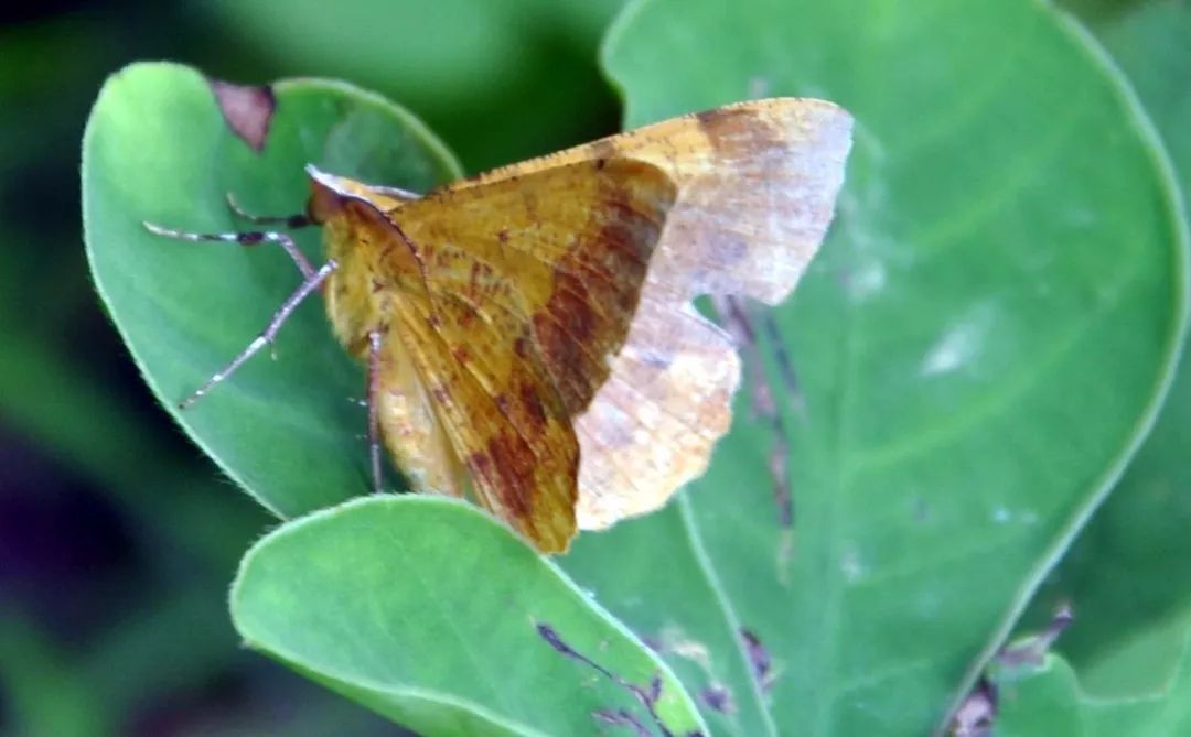 传说中的蛊虫真的有吗,传说中的扑棱蛾子