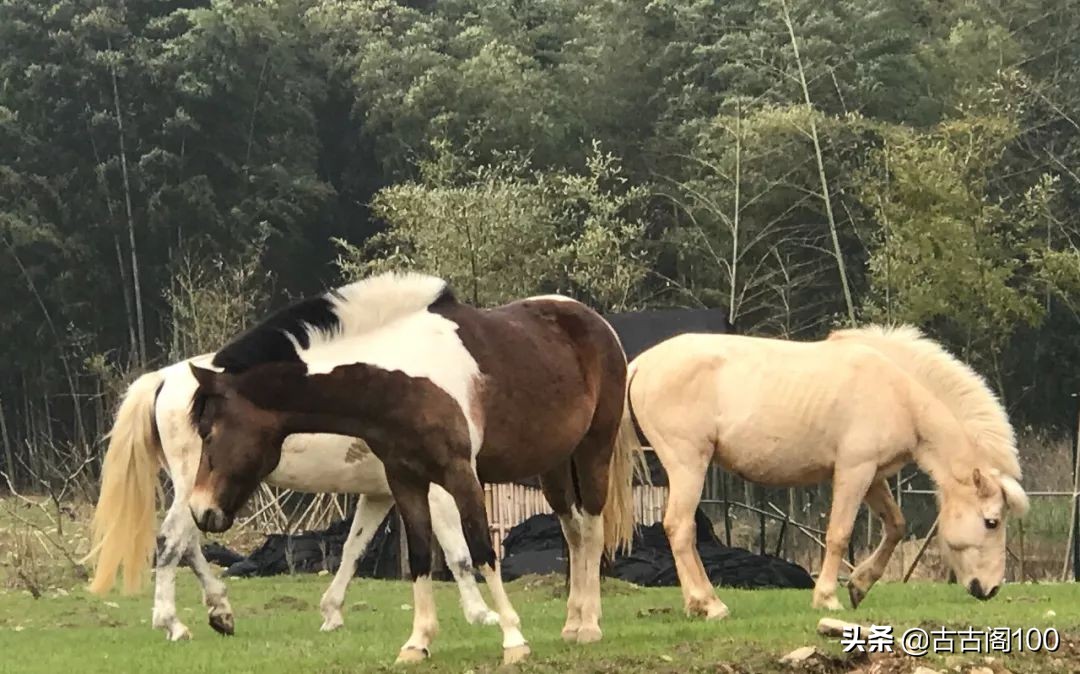 萧绍古道在哪里,萧绍古道古纤道