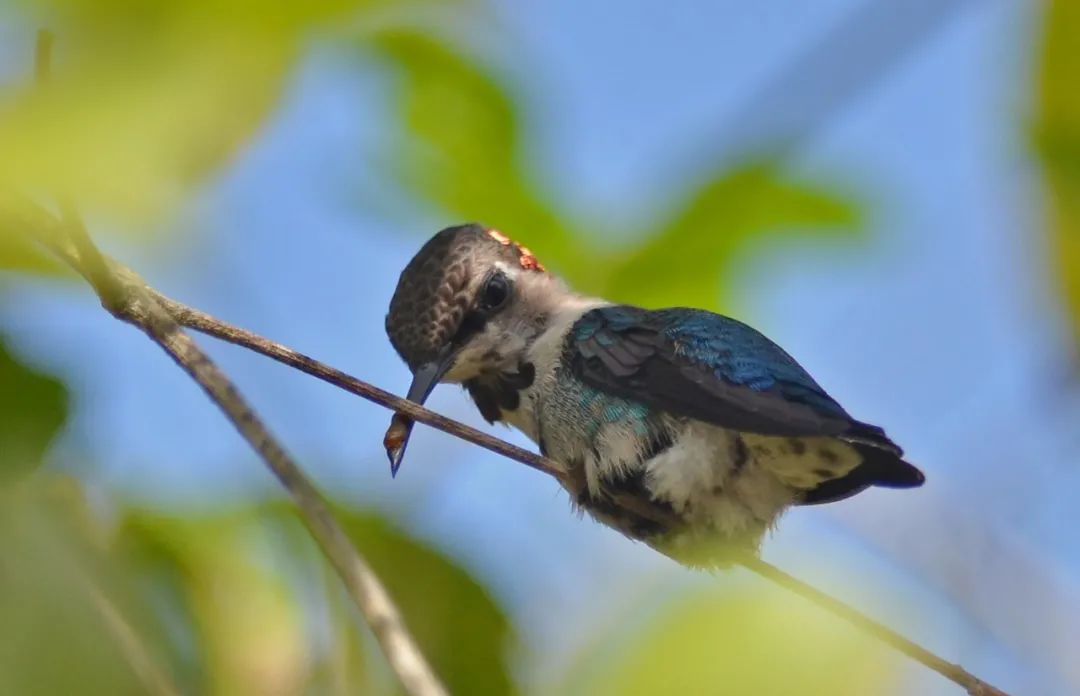 吸蜜蜂鸟：惊艳森林的彩虹小宝石