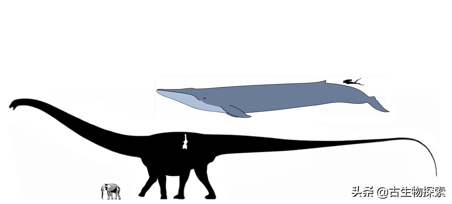 史上最大的超巨型恐龙,最新世界上最大的巨型恐龙