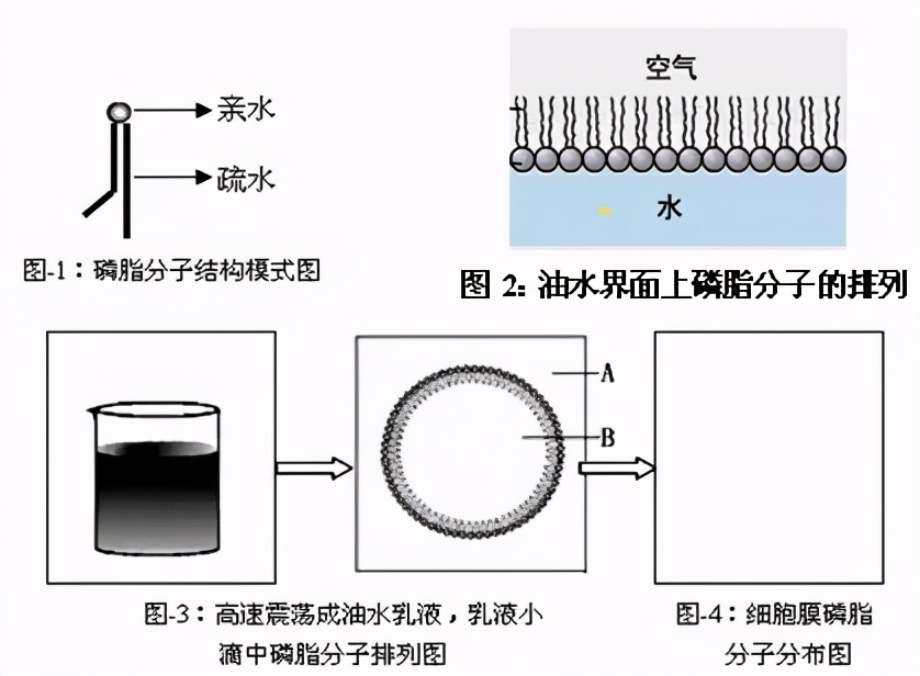科学家对细胞膜成分的探索历程,细胞膜的相关科学史