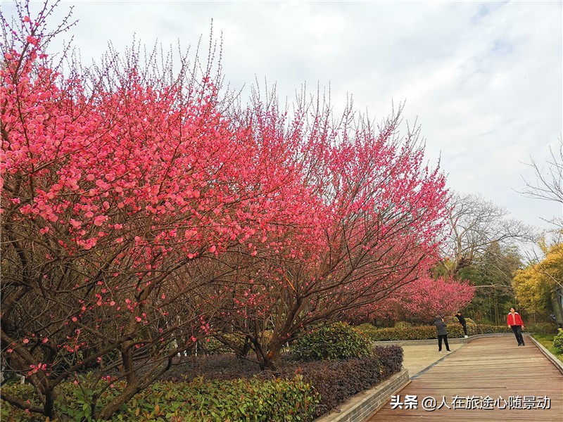 南京江宁一日游免费景点,南京江宁东山公园介绍