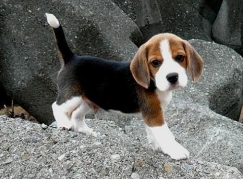 建议穷人养的10种宠物狗推荐,哪种宠物狗好养不易生病