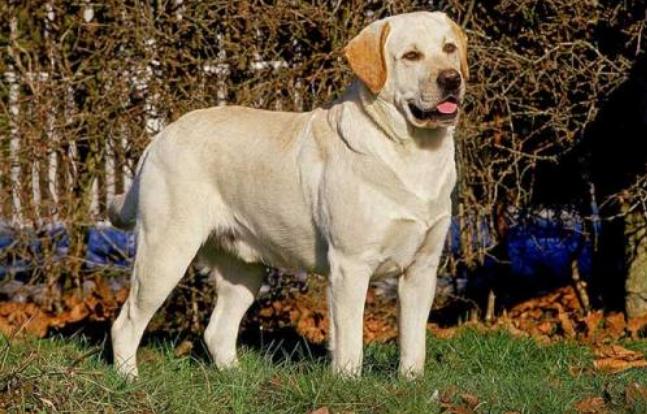 狗狗抵抗力最好的小型犬种,最受欢迎的十种小型狗狗排行榜