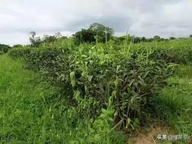 怎么辨别东方美人 (怎么分辨东方美人的好坏)