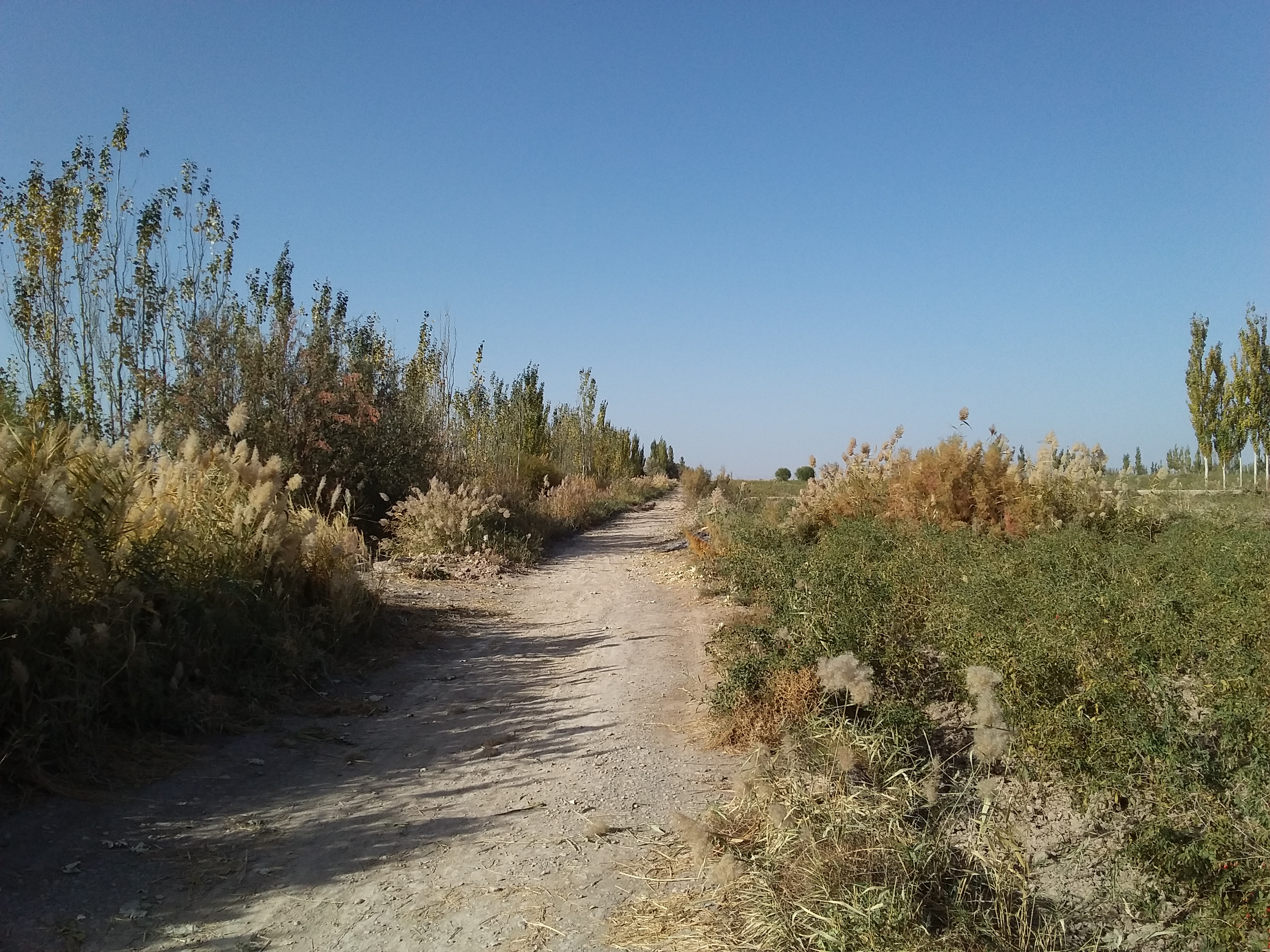 乡村振兴致富带头人政策作用,新农村致富好项目