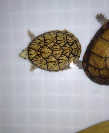 巨头蛋龟和麝香和剃刀的不同,巨头蛋龟和剃刀麝香混养会打架嘛