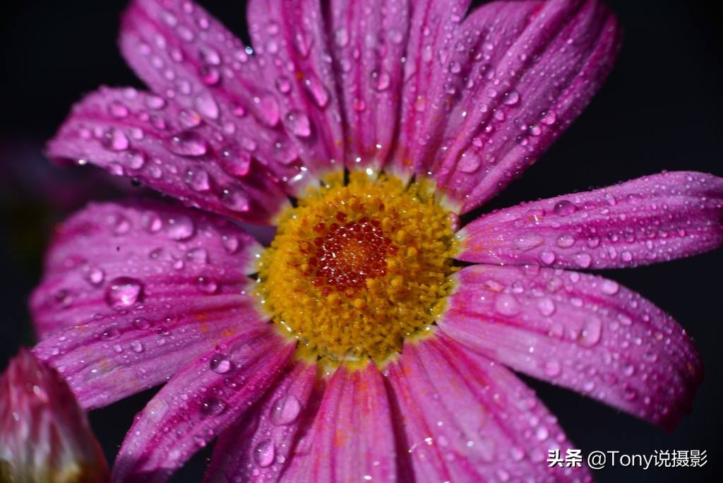 摄影揭秘,玩摄影要懂对焦