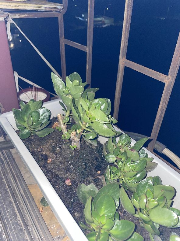 晚上手机开闪光灯拍照白茫茫一片,xs开闪光灯拍照白茫茫是有问题吗