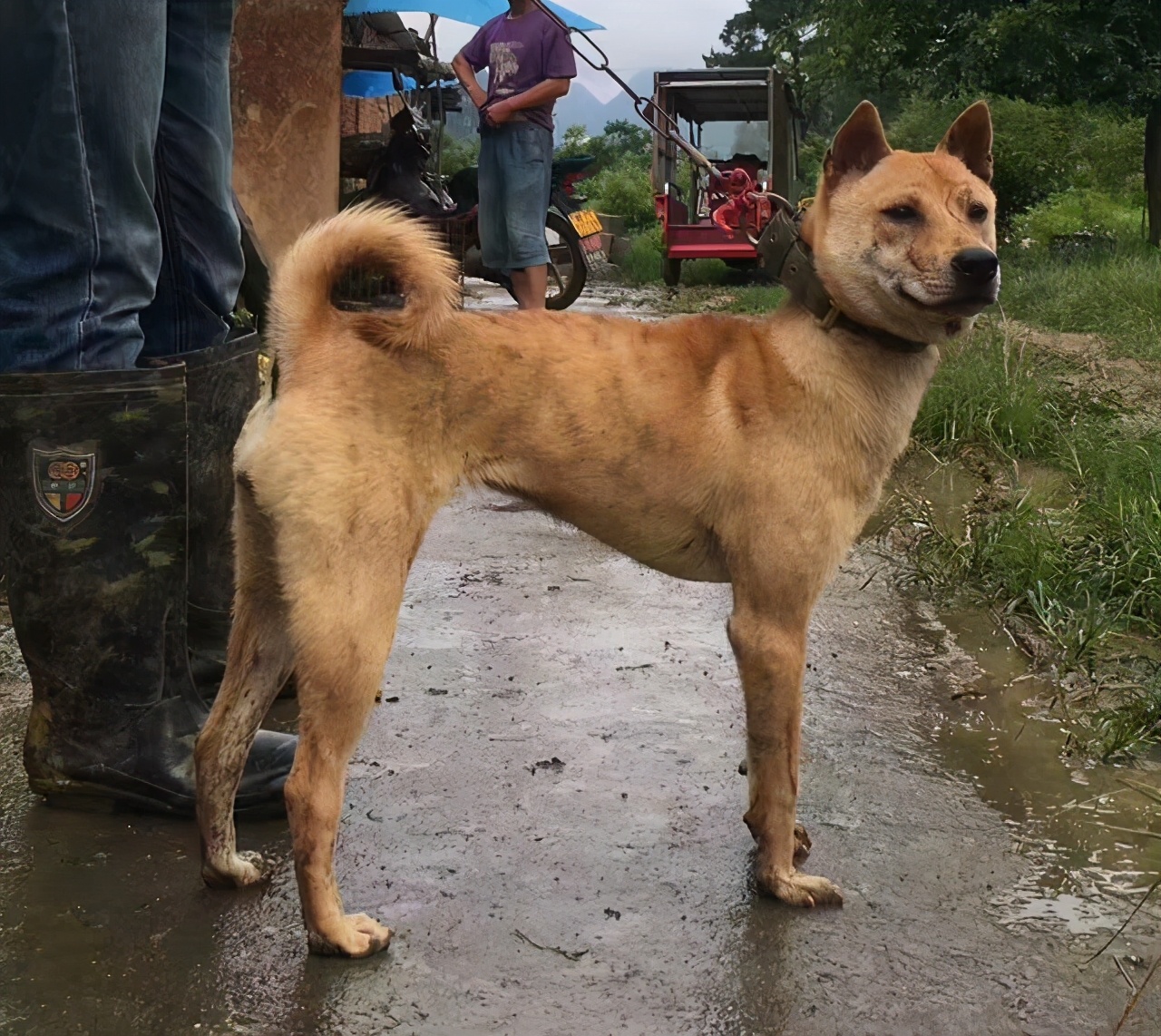幼犬狗粮是不是智商税,狗狗吃狗粮和肉哪个划算