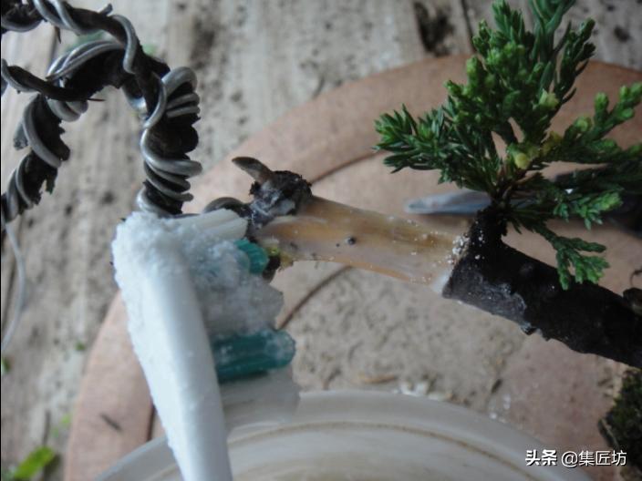 盆景老桩镂空舍利的制作,舍利盆景造型技艺图解