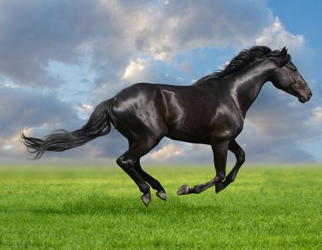 赵友辉散文：寻找一片栖息地