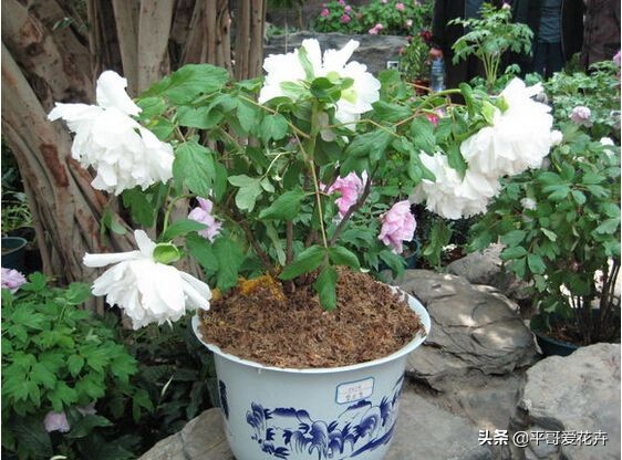 牡丹叶子萎蔫干枯怎么办,春季牡丹芽头萎蔫干枯怎么办