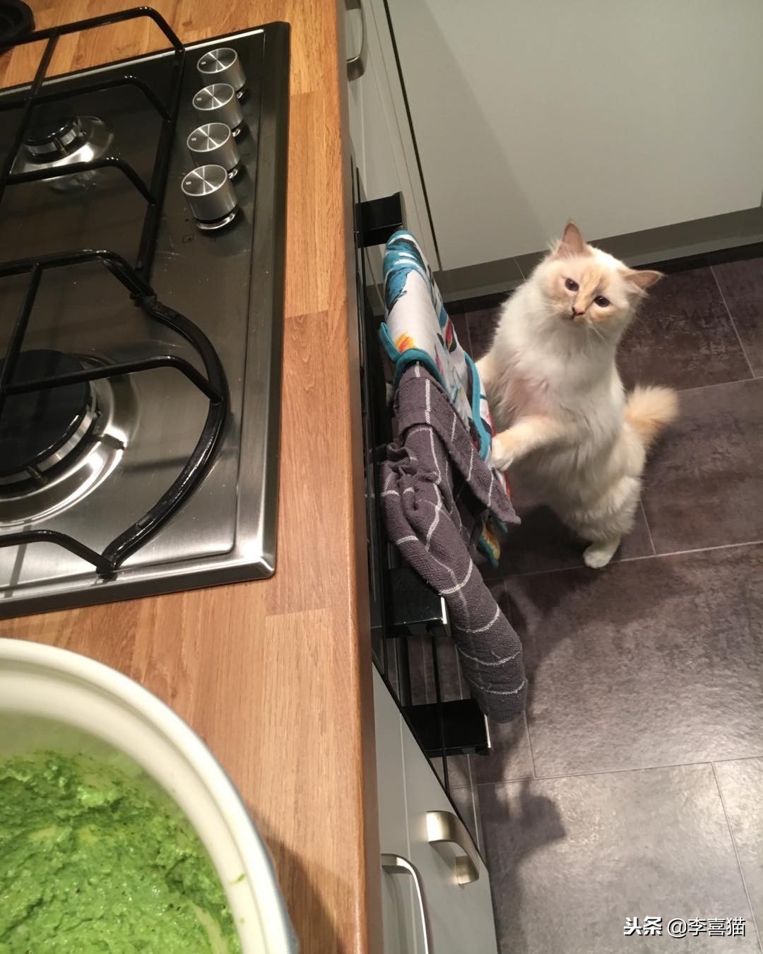 进口猫粮和国产猫粮区别,国产猫粮和进口的区别