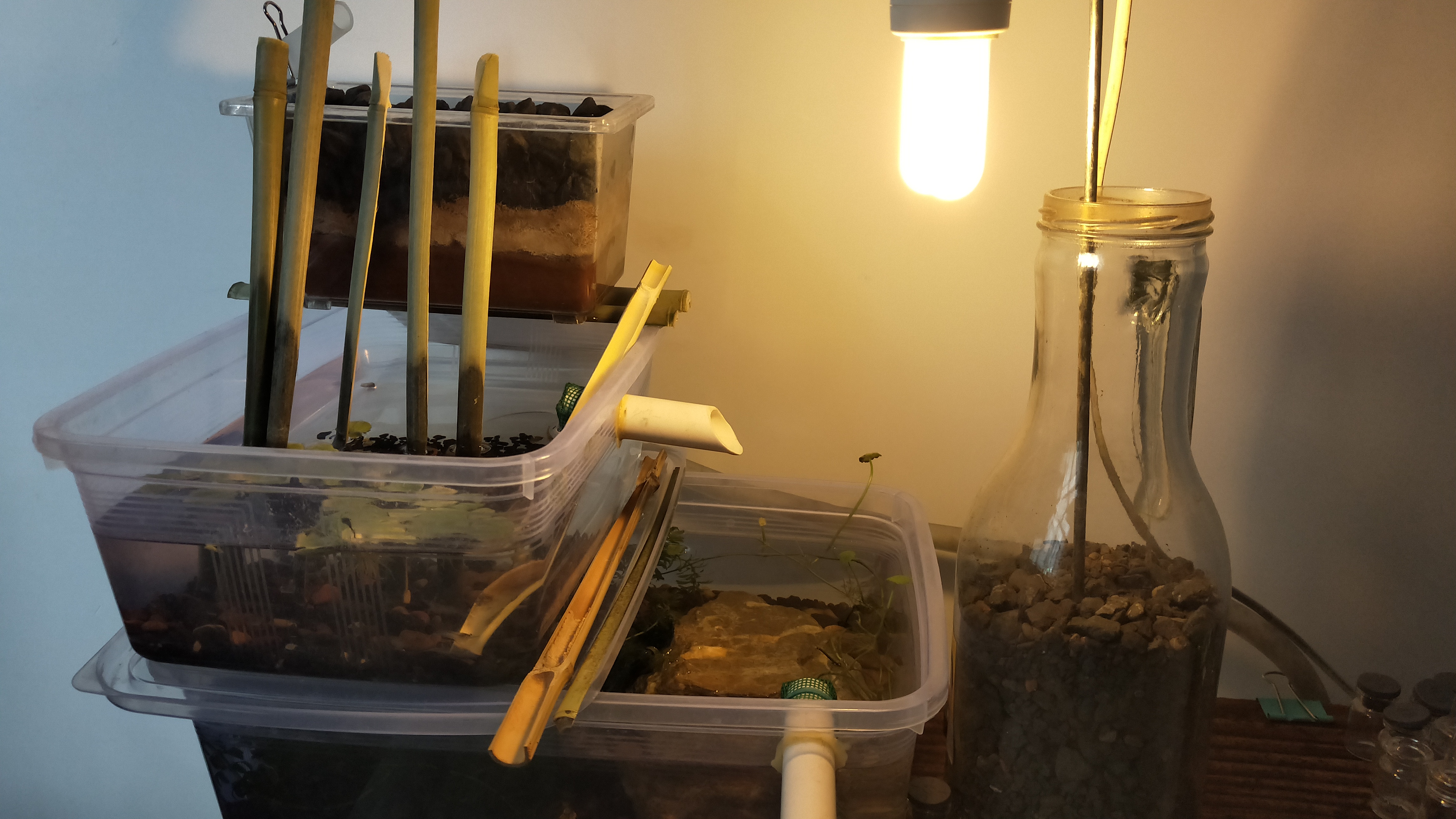 黄耳龟怎么养及喂养技巧,小草龟喂养方法