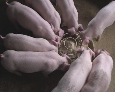 猪场常见病的治疗笔记,猪场常见病及解决办法