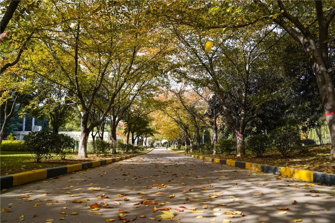 思源学院美景照片,西安思源学院秋景色