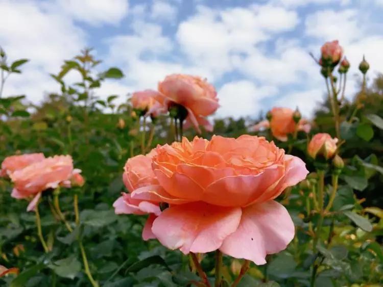 年宵花争奇斗艳价格亲民惹人爱,春节最流行的年宵花颜值高寓意好