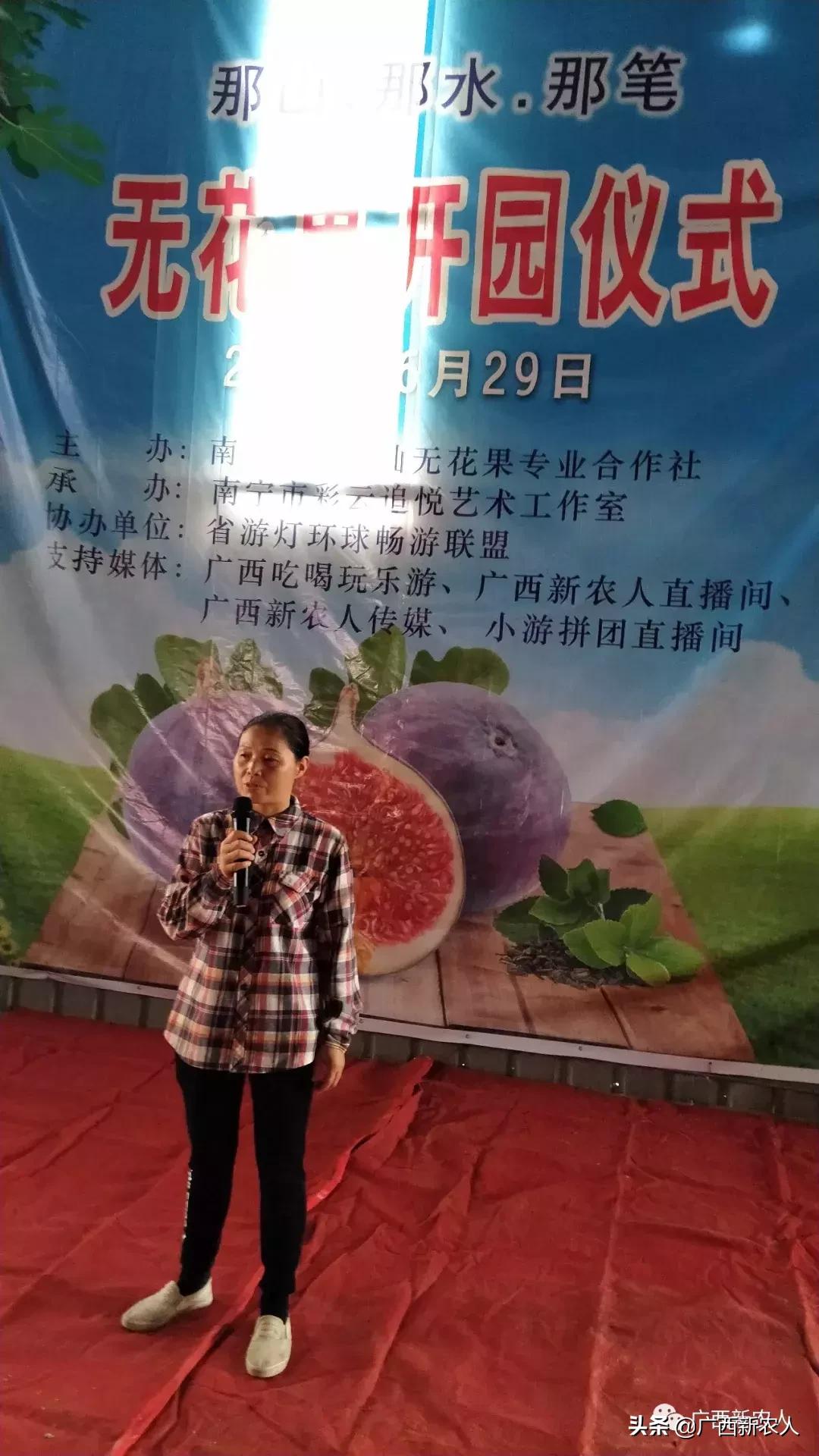 南宁那笔村无花果,南宁摘无花果