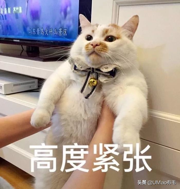 猫能被东西卡住动不了吗,猫好像被什么东西卡住一样