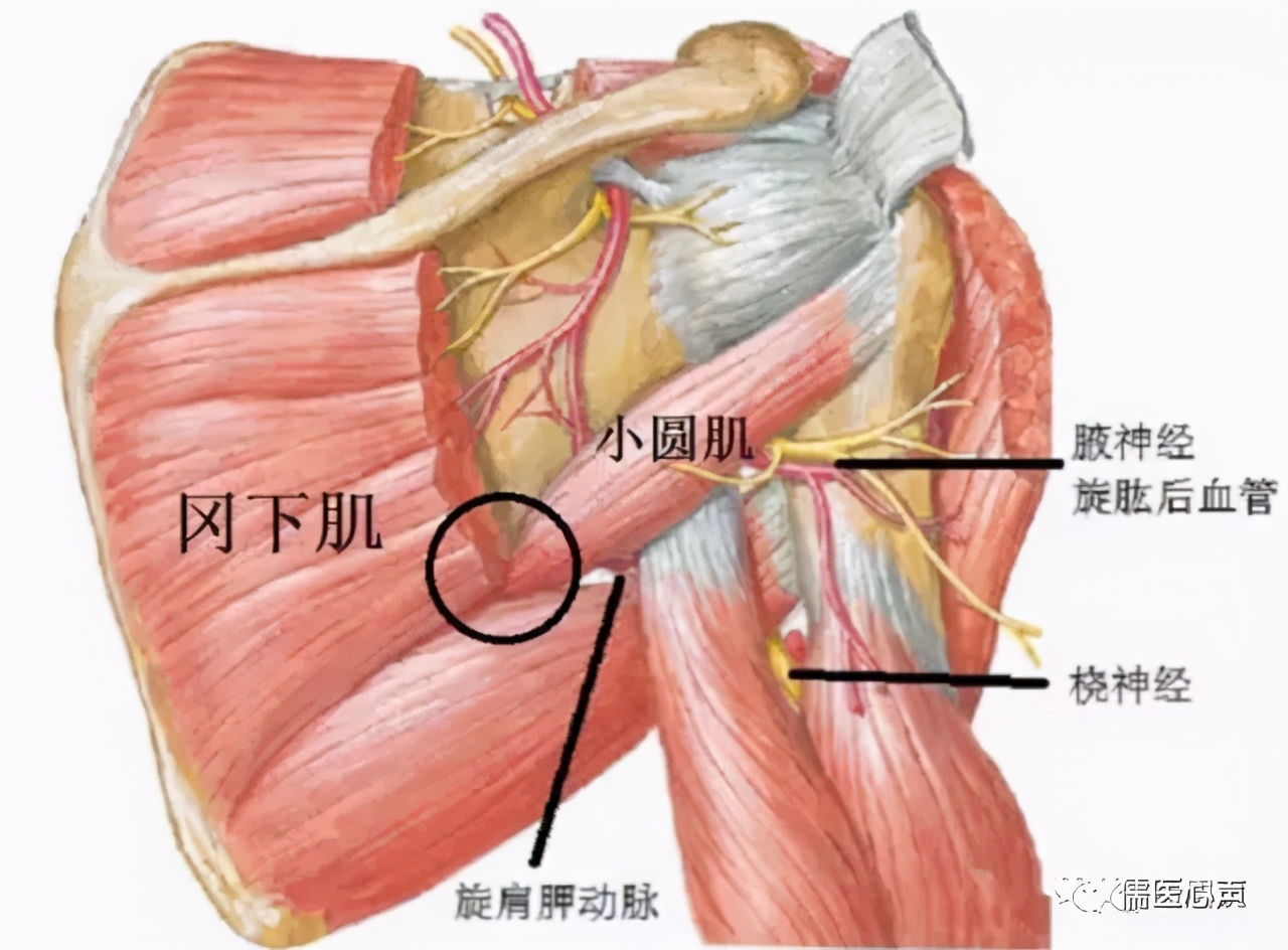 女人肩颈疼是什么原因图,肩膀后骨疼痛怎么解决女性