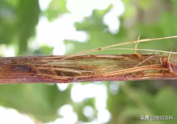 阳光玫瑰葡萄白腐病与霜霉病区别,葡萄溃疡病与白腐病有什么区别