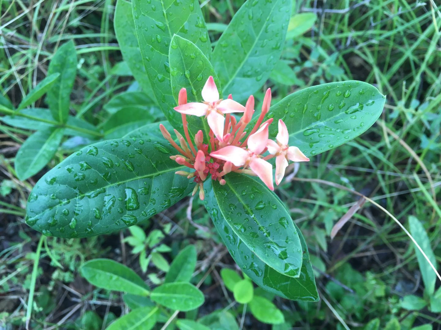龙船花秋天开花后怎么修剪,龙船花幼苗修剪