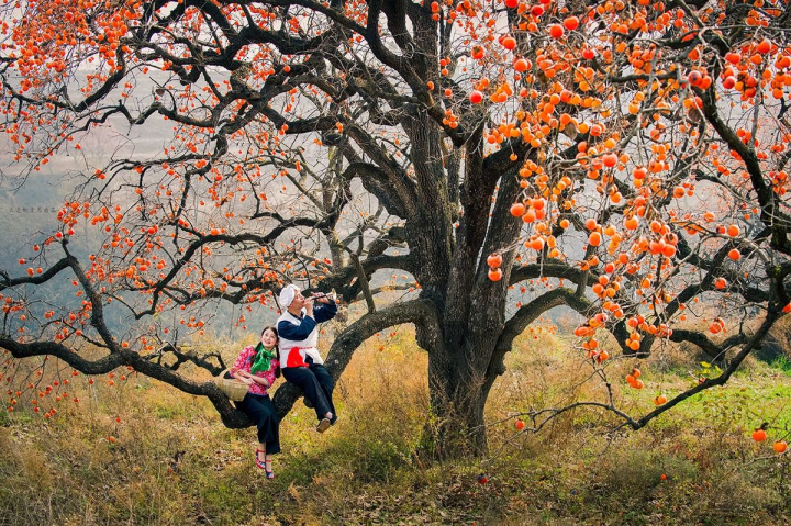 明珠蒙尘：曾是我国的“铁杆庄稼”浑身是宝，现在掉一地无人捡？