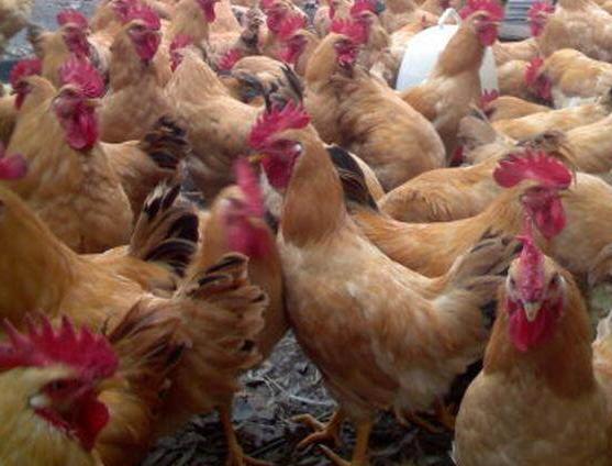 磺胺类禁忌,磺胺类配伍禁忌