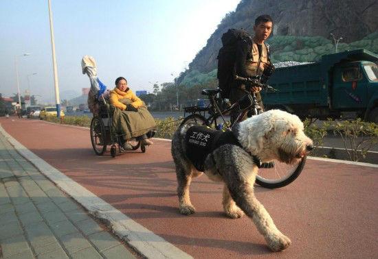 请留意寻找一条叫阿宝的工作犬